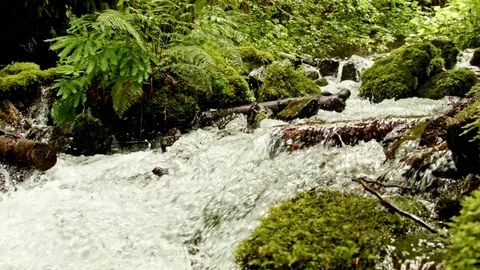 Rushing macro stream mossy lush 6 Columbia River Gorge Oregon Waterfalls 33 Stock Footage 81863598