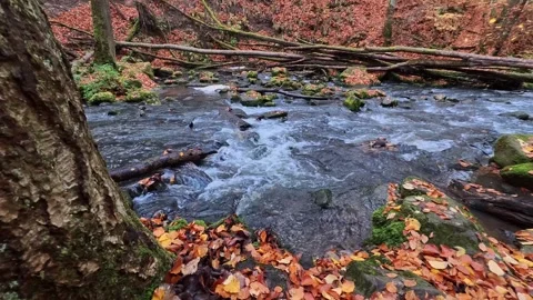 Rushing mountain river flowing through autumnal forest scenery Stock Footage 321744526