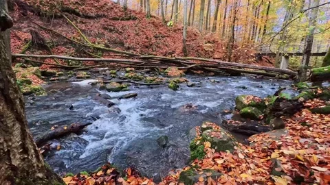 Rushing mountain river flowing through autumnal forest scenery Video stock 321803497