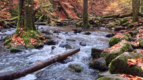 Rushing mountain river flowing through autumnal forest scenery Stock Footage 321816197