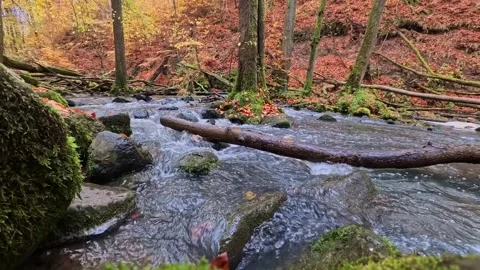 Rushing mountain river flowing through autumnal forest scenery Video stock 322014360