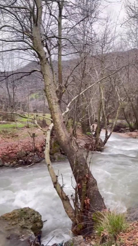 Rushing Mountain River Flowing Through Forest Stream Stock Footage 340871233