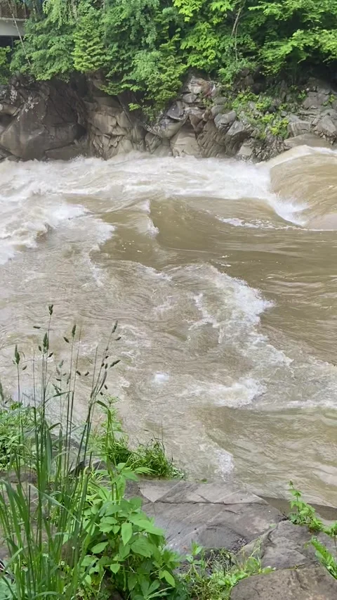 Rushing Mountain River in Summer Carpathians Stock Footage 311276342