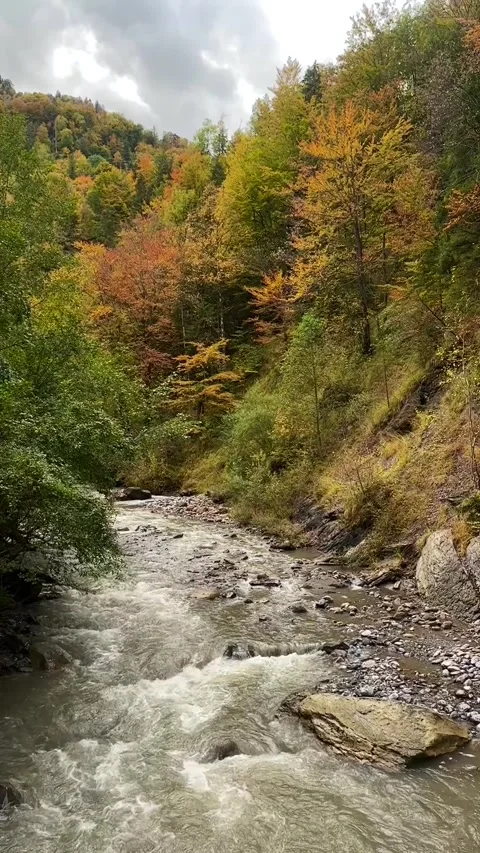 Rushing Mountain Stream with Autumn Foliage Stock Footage 289370720