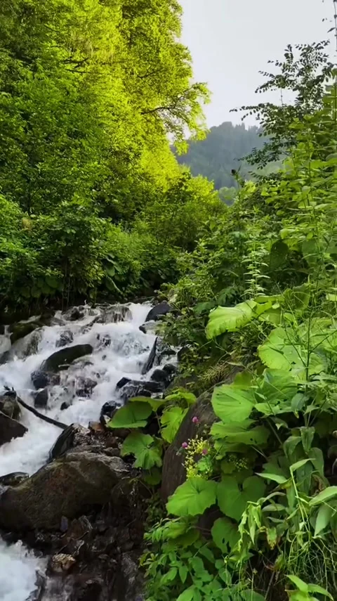 Rushing mountain stream cascading over rocks through lush green forests Stock Footage 341628924