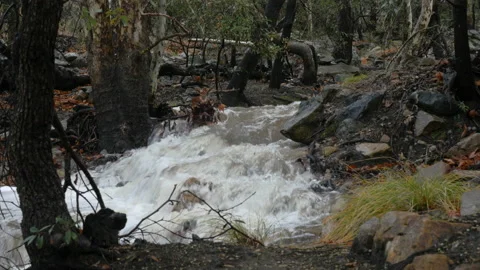 A rushing mountain stream in the forest Stock Footage 230904118