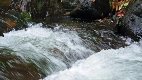 Rushing Mountain Stream in Forest, Mount Rainier National Park Video stock 332142859