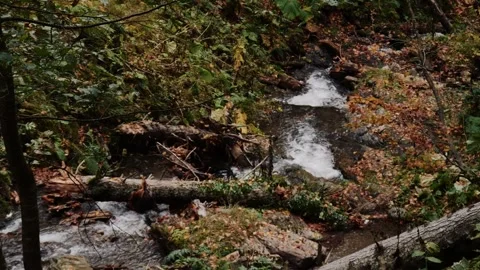 Rushing mountain stream through autumn forest with fallen logs Stock-Footage 347734011