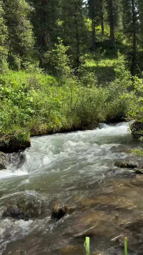 Rushing Mountain Stream Through Lush Green Forest Vídeos de archivo 340263981