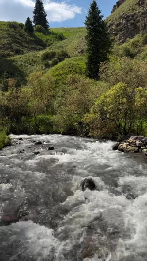 Rushing Mountain Stream Through Lush Green Forest Vídeos de archivo 340263998