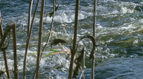 Rushing Mountatin Stream Stock Footage 10592864