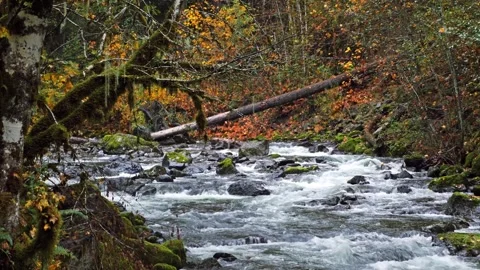 Rushing North Fork Willamette River Through Autumn Forest, Willamette National F Video stock 332142814