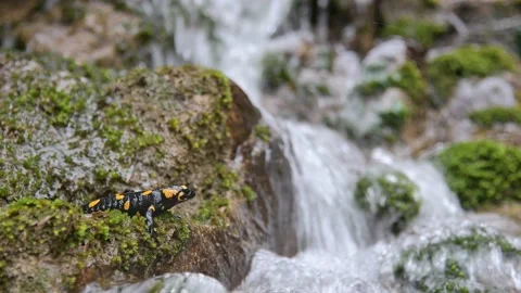 On the rushing river, the amazing fire salamander (Salamandra salamandra) Stock Footage 236395850