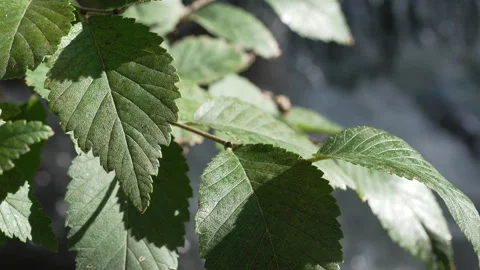 Rushing river in Denver Stock Footage 318337224
