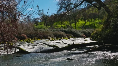 Rushing river flowing past fallen logs and green hills Stock Footage 339531290