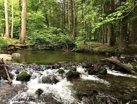 Rushing River in the Forest Stock Photos