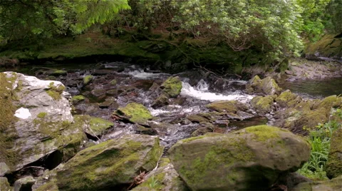 Rushing River in Lush, Dense Forest 4 Stock Footage 49506301