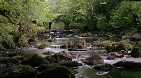 Rushing River in Lush, Dense Forest Stock Footage 49506948
