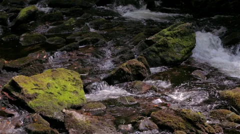 Rushing River in Lush, Dense Forest 3 Stock Footage 49507331