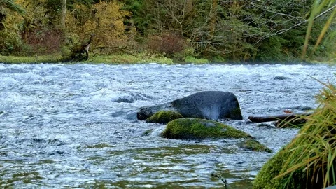 Rushing river rapids fall McKenzie River Valley Oregon 11 Stock-Footage 81863732