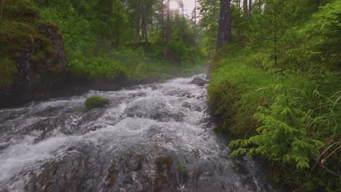 Rushing River Stream Flowing Through Lush Forest with Sunlight Stock Footage 337727927