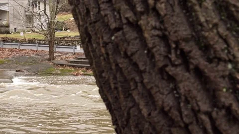 Rushing river water by tree Stock Footage 71898485