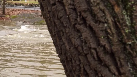 Rushing river water by tree tight shot Stock Footage 71897809