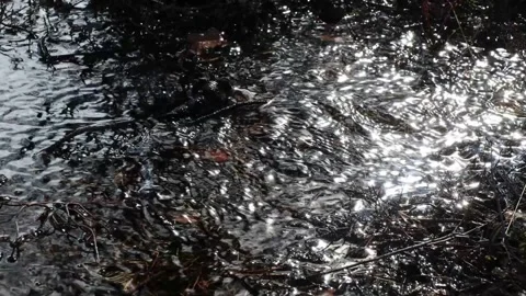 Rushing spring river rapids Stock Footage 346234286
