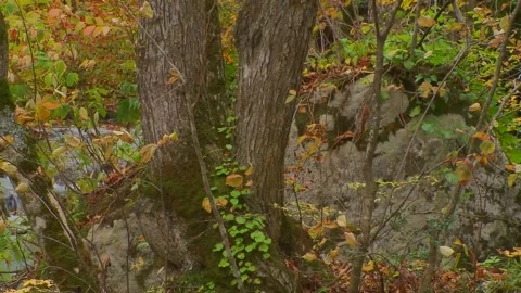 Rushing Stream Among Fall Trees Stock Footage 346195901