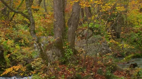Rushing Stream Among Fall Trees Stock Footage 346195909
