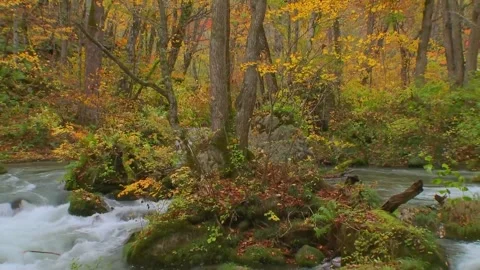 Rushing Stream Among Fall Trees Stock Footage 346195919