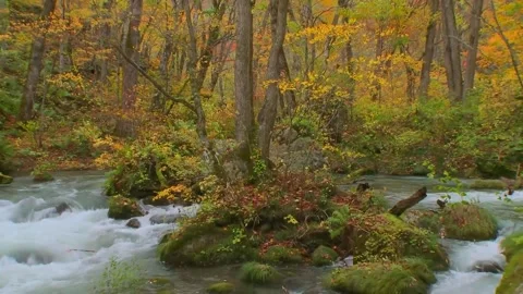 Rushing Stream Among Fall Trees Stock Footage 346195935