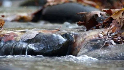 Rushing stream flowing over rocks and trapped fall leaves Stockbeeldmateriaal 84196870