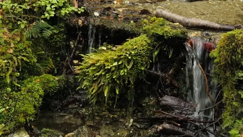 Rushing Stream Flowing Through a Lush Green Landscape Stock Footage 315099504
