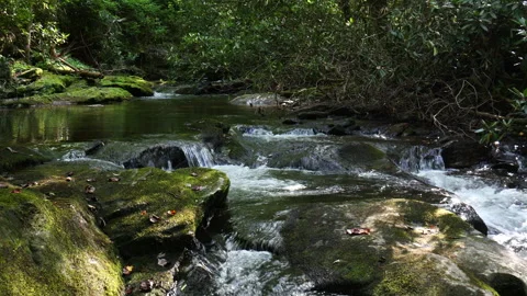 Rushing stream flows down the mountain Stock Footage 313504148