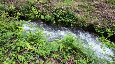 Rushing stream flows through lush green undergrowth Vídeos de archivo 340241524