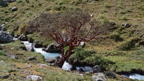 Rushing Stream Stock Footage 73273387