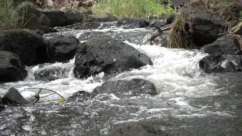 Rushing Stream Stock Footage 104824972