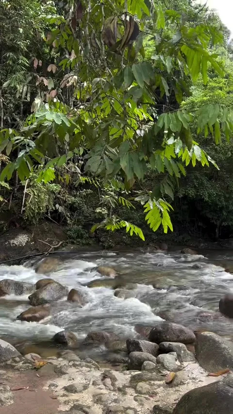 Rushing Stream in Lush Green Forest Stock Footage 340564028