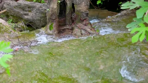 Rushing Stream, River Stock Footage 219578210