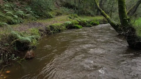 Rushing Stream Of A River In Tropical Forest Stock Footage 291527580