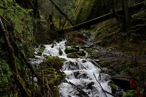 A rushing stream surrounded by moss and filled with forest debris Stock Photos