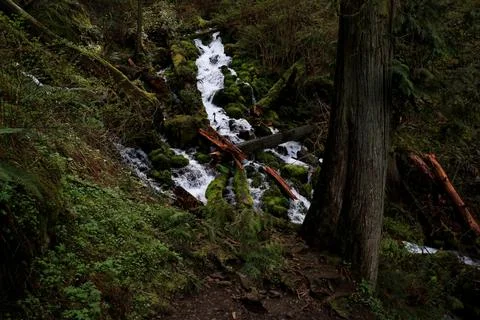 A rushing stream surrounded by moss and filled with woodland debris  Stock Photos