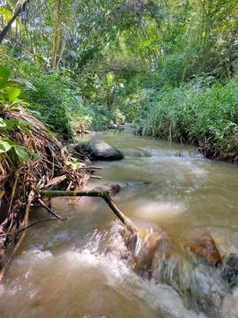 Rushing Stream Through Lush Forest Stock Photos
