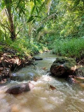 Rushing Stream Through Verdant Forest Stock Photos