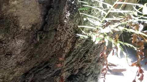 The Rushing Strength of the River Stock Footage 331265762