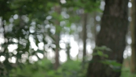 Rushing through the forest Stock Footage 92385580