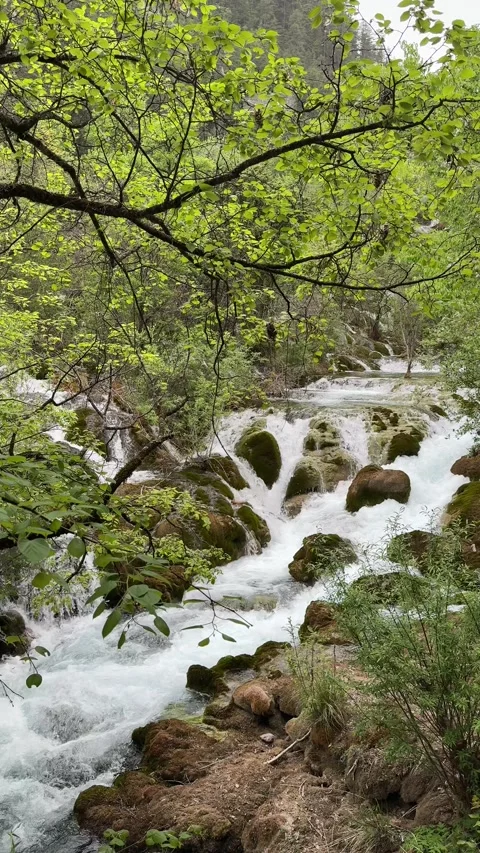 Rushing Water Flowing Through Vibrant Green Forest Jiuzhaigou Sichuan China Stock Footage 338373443
