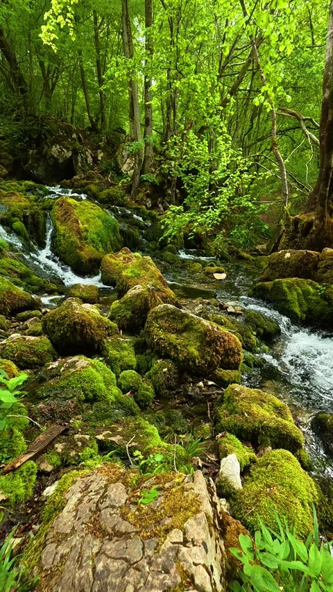 Rushing water flows over mossy rocks. Grza River Spring, Serbia. Vertical Видео 334468446