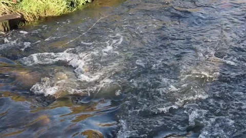 Rushing water flows over rocks in a peaceful river setting during daylight Stock Footage 322519564